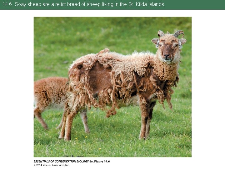 14. 6 Soay sheep are a relict breed of sheep living in the St.