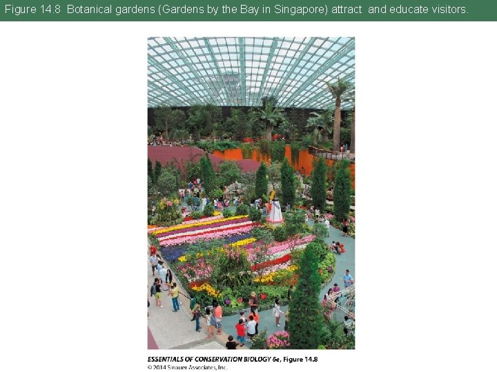 Figure 14. 8 Botanical gardens (Gardens by the Bay in Singapore) attract and educate