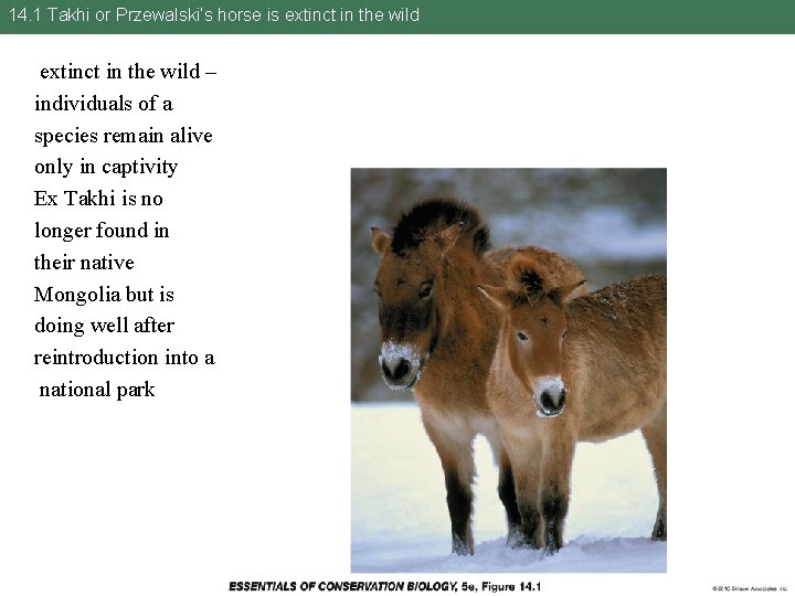 14. 1 Takhi or Przewalski’s horse is extinct in the wild – individuals of