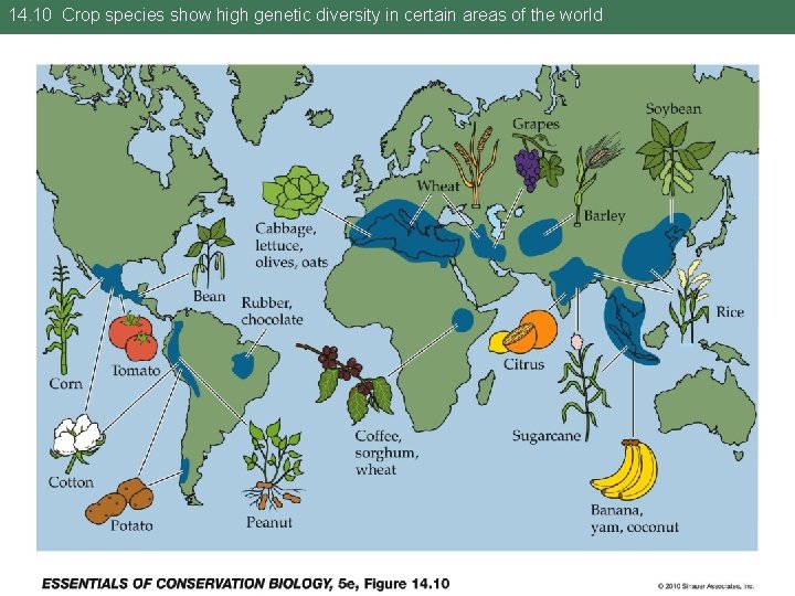 14. 10 Crop species show high genetic diversity in certain areas of the world