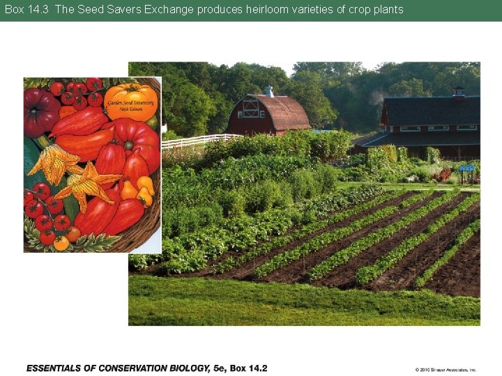 Box 14. 3 The Seed Savers Exchange produces heirloom varieties of crop plants 