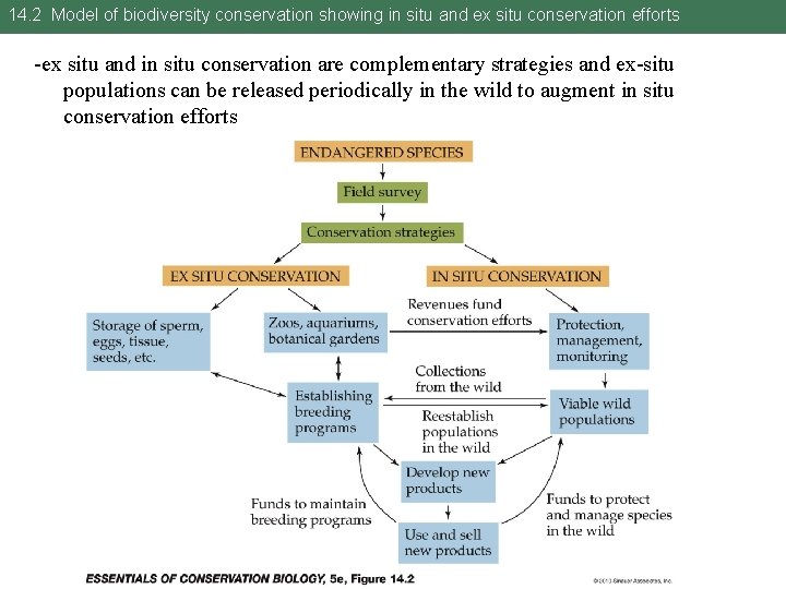 14. 2 Model of biodiversity conservation showing in situ and ex situ conservation efforts