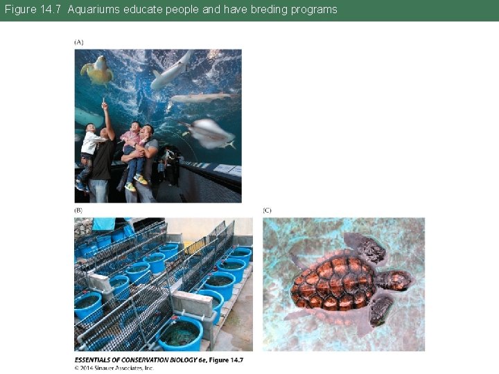 Figure 14. 7 Aquariums educate people and have breding programs 