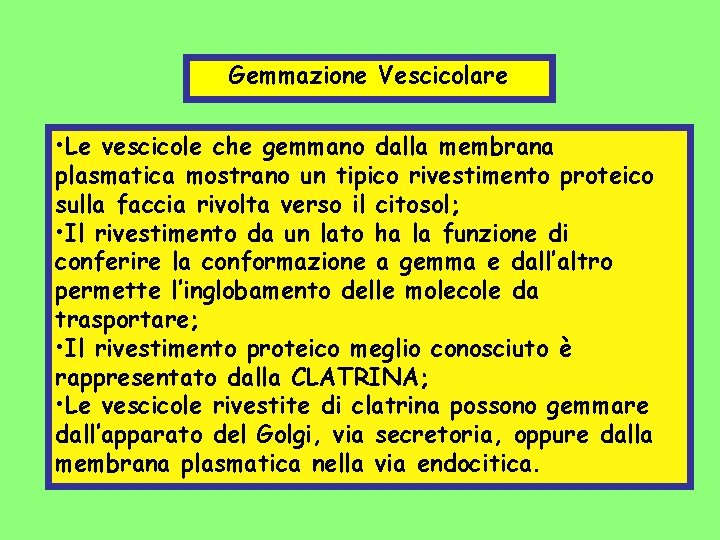 Gemmazione Vescicolare • Le vescicole che gemmano dalla membrana plasmatica mostrano un tipico rivestimento