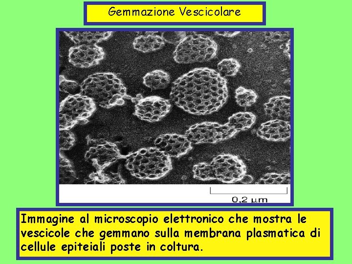 Gemmazione Vescicolare Immagine al microscopio elettronico che mostra le vescicole che gemmano sulla membrana