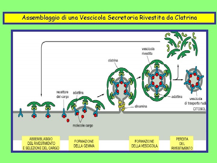 Assemblaggio di una Vescicola Secretoria Rivestita da Clatrina 