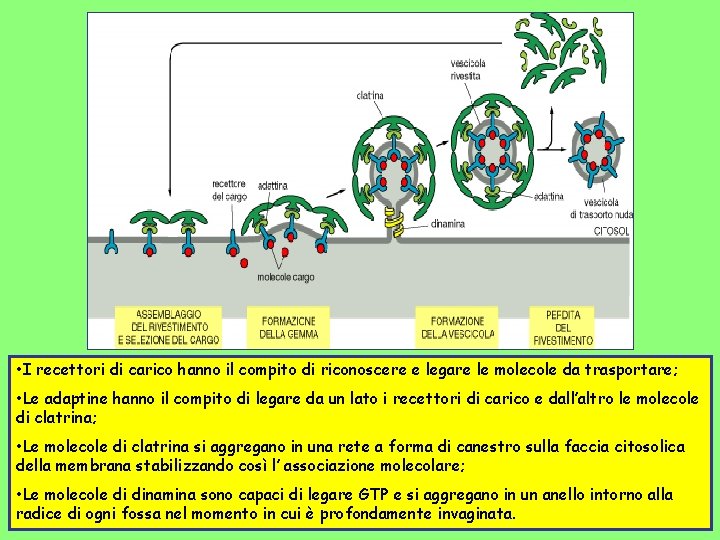  • I recettori di carico hanno il compito di riconoscere e legare le