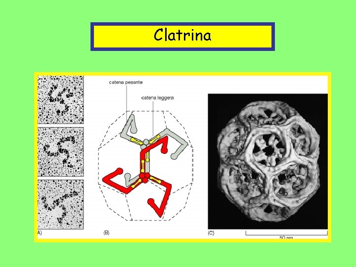 Clatrina 