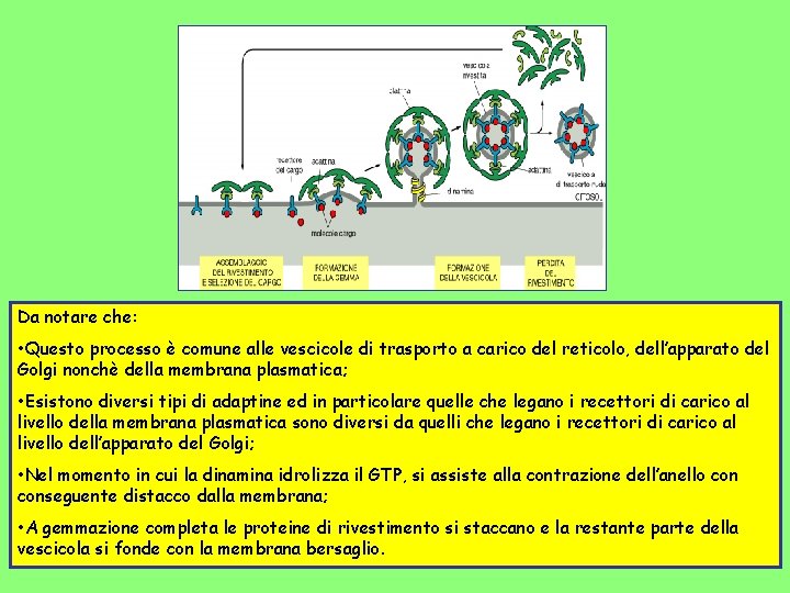 Da notare che: • Questo processo è comune alle vescicole di trasporto a carico