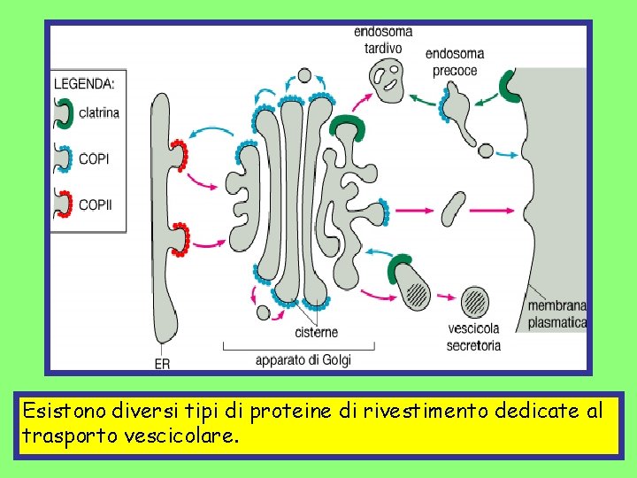 Esistono diversi tipi di proteine di rivestimento dedicate al trasporto vescicolare. 