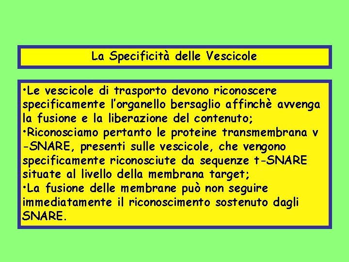 La Specificità delle Vescicole • Le vescicole di trasporto devono riconoscere specificamente l’organello bersaglio