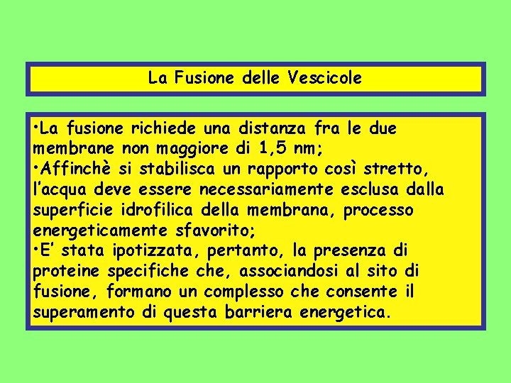 La Fusione delle Vescicole • La fusione richiede una distanza fra le due membrane