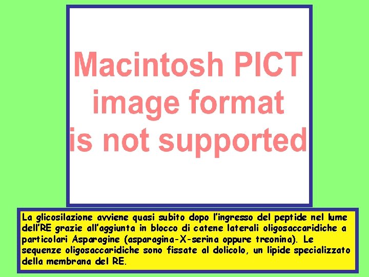 La glicosilazione avviene quasi subito dopo l’ingresso del peptide nel lume dell’RE grazie all’aggiunta