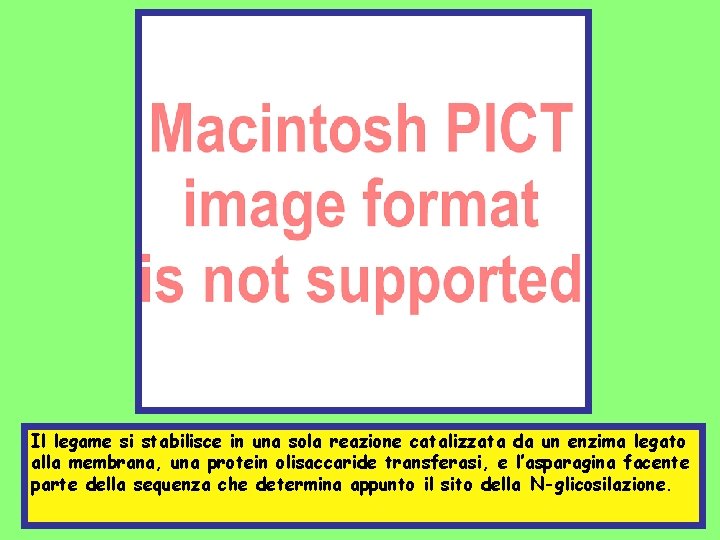 Il legame si stabilisce in una sola reazione catalizzata da un enzima legato alla