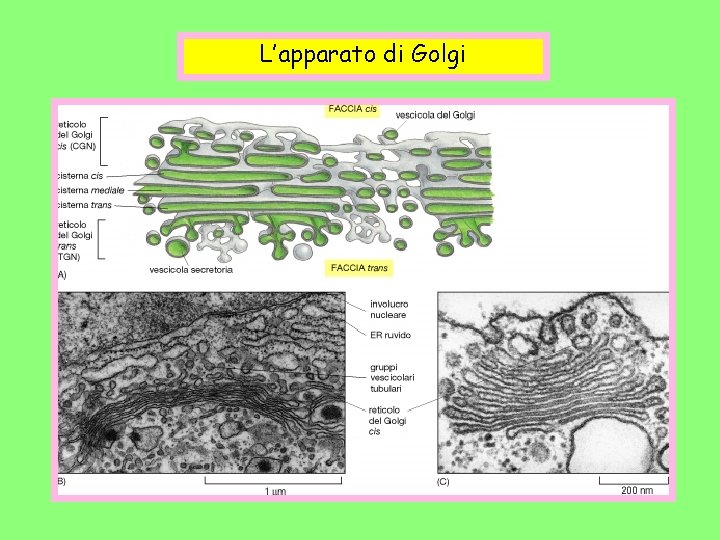 L’apparato di Golgi 