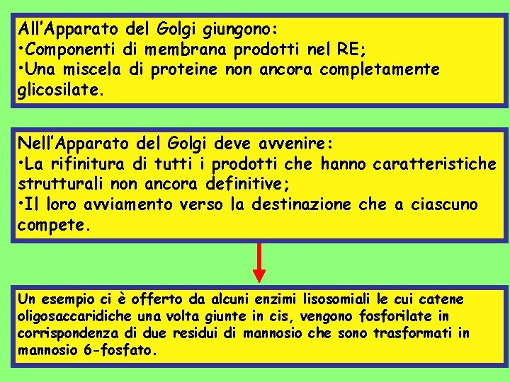 All’Apparato del Golgi giungono: • Componenti di membrana prodotti nel RE; • Una miscela