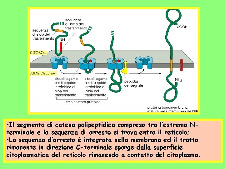  • Il segmento di catena polipeptidica compreso tra l’estremo Nterminale e la sequenza