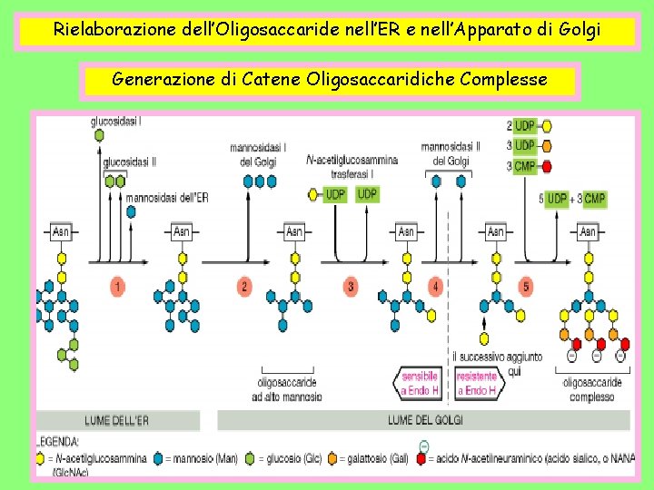 Rielaborazione dell’Oligosaccaride nell’ER e nell’Apparato di Golgi Generazione di Catene Oligosaccaridiche Complesse 