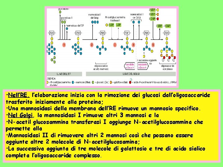  • Nell’RE, l’elaborazione inizia con la rimozione dei glucosi dall’oligosaccaride trasferito iniziamente alla