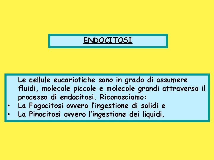 ENDOCITOSI • • Le cellule eucariotiche sono in grado di assumere fluidi, molecole piccole