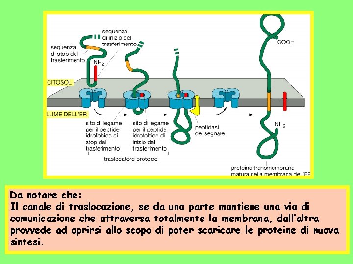 Da notare che: Il canale di traslocazione, se da una parte mantiene una via