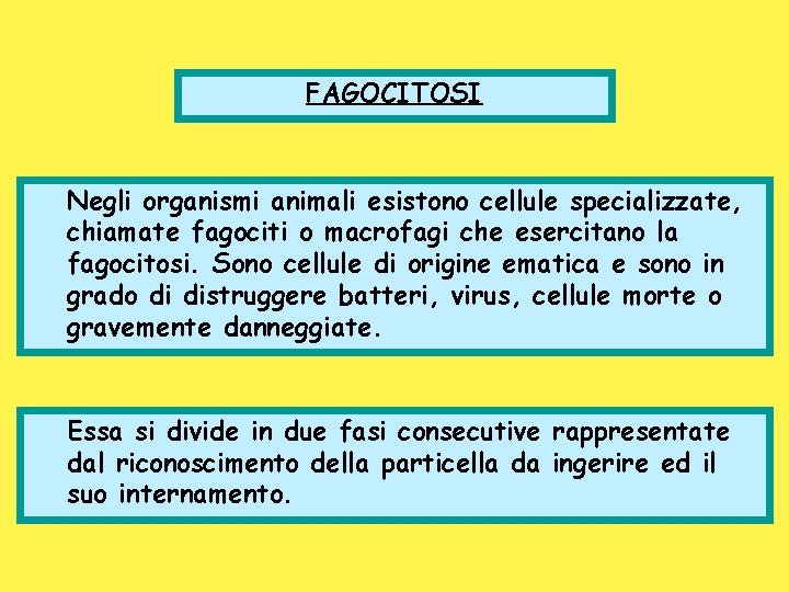 FAGOCITOSI Negli organismi animali esistono cellule specializzate, chiamate fagociti o macrofagi che esercitano la