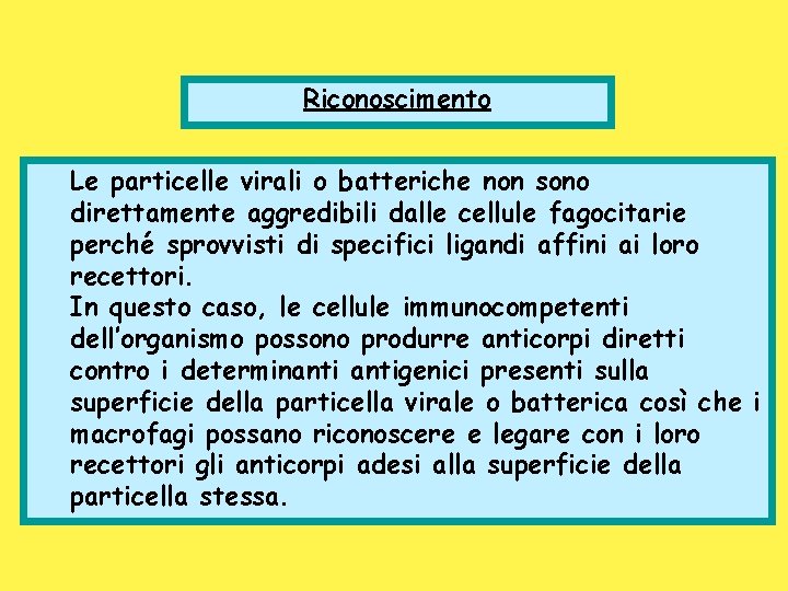 Riconoscimento Le particelle virali o batteriche non sono direttamente aggredibili dalle cellule fagocitarie perché