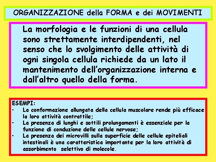 ORGANIZZAZIONE della FORMA e dei MOVIMENTI La morfologia e le funzioni di una cellula