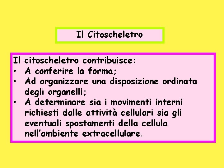 Il Citoscheletro Il citoscheletro contribuisce: • A conferire la forma; • Ad organizzare una