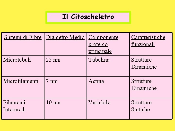 Il Citoscheletro Sistemi di Fibre Diametro Medio Componente proteico principale Caratteristiche funzionali Microtubuli 25