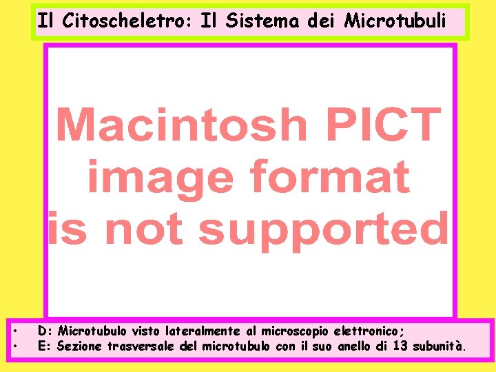 Il Citoscheletro: Il Sistema dei Microtubuli • • D: Microtubulo visto lateralmente al microscopio