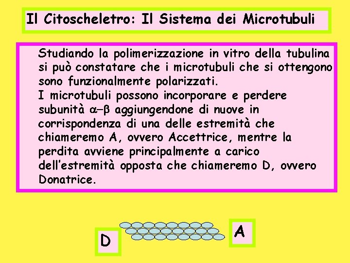 Il Citoscheletro: Il Sistema dei Microtubuli Studiando la polimerizzazione in vitro della tubulina si