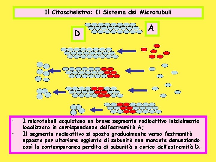 Il Citoscheletro: Il Sistema dei Microtubuli D • • A I microtubuli acquistano un