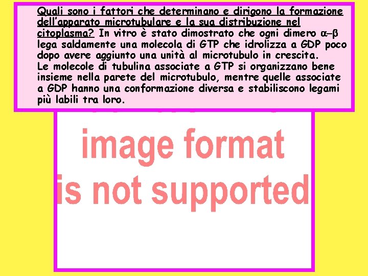 Quali sono i fattori che determinano e dirigono la formazione dell’apparato microtubulare e la