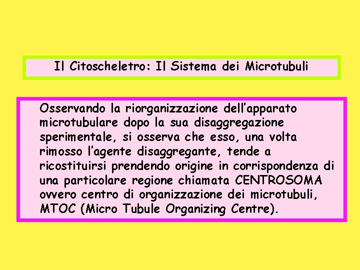 Il Citoscheletro: Il Sistema dei Microtubuli Osservando la riorganizzazione dell’apparato microtubulare dopo la sua