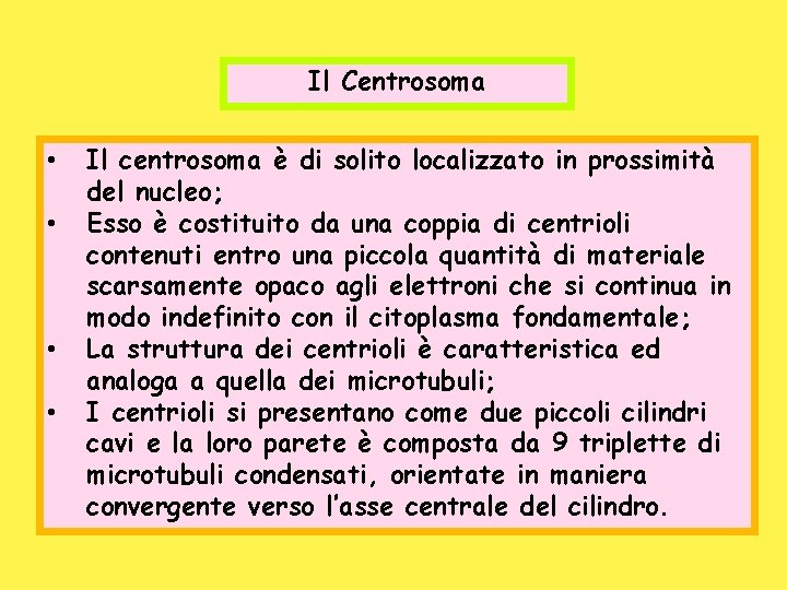 Il Centrosoma • • Il centrosoma è di solito localizzato in prossimità del nucleo;