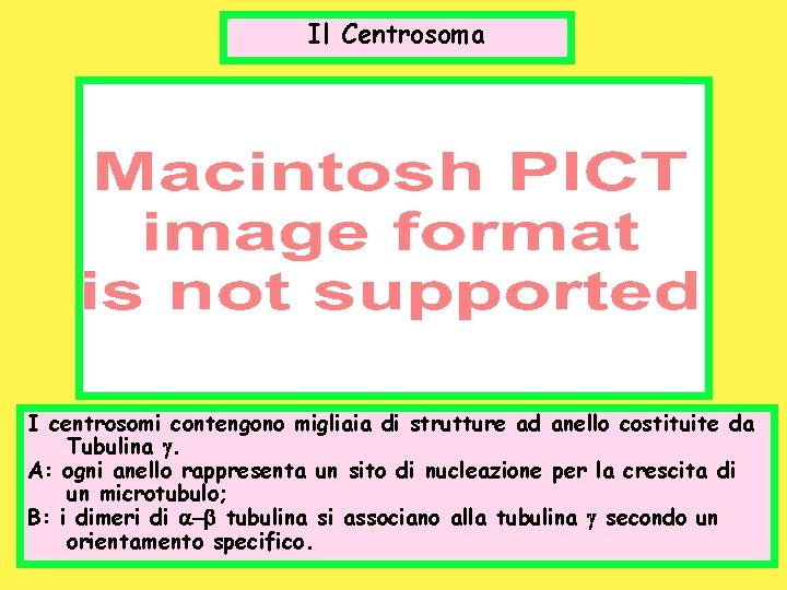 Il Centrosoma I centrosomi contengono migliaia di strutture ad anello costituite da Tubulina g.