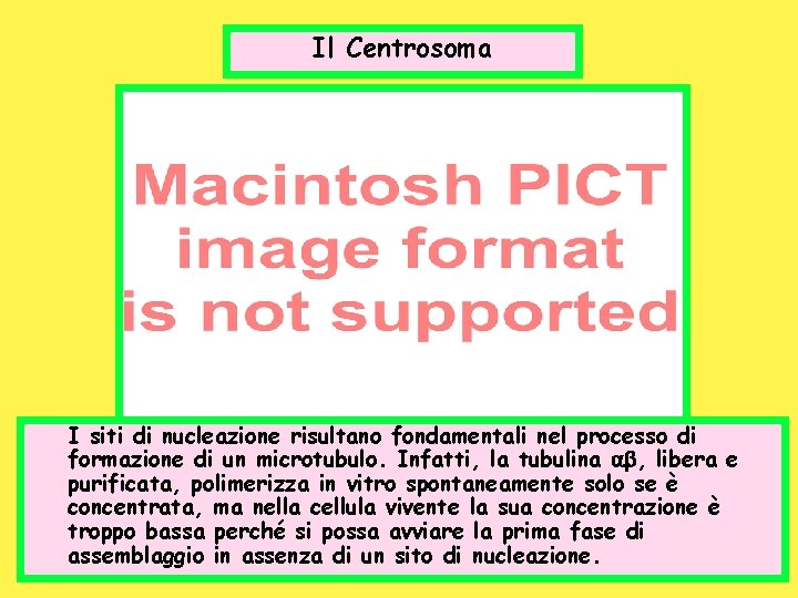 Il Centrosoma I siti di nucleazione risultano fondamentali nel processo di formazione di un