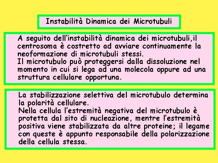 Instabilità Dinamica dei Microtubuli A seguito dell’instabilità dinamica dei microtubuli, il centrosoma è costretto