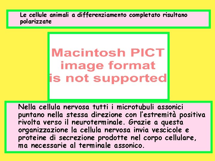 Le cellule animali a differenziamento completato risultano polarizzate Nella cellula nervosa tutti i microtubuli
