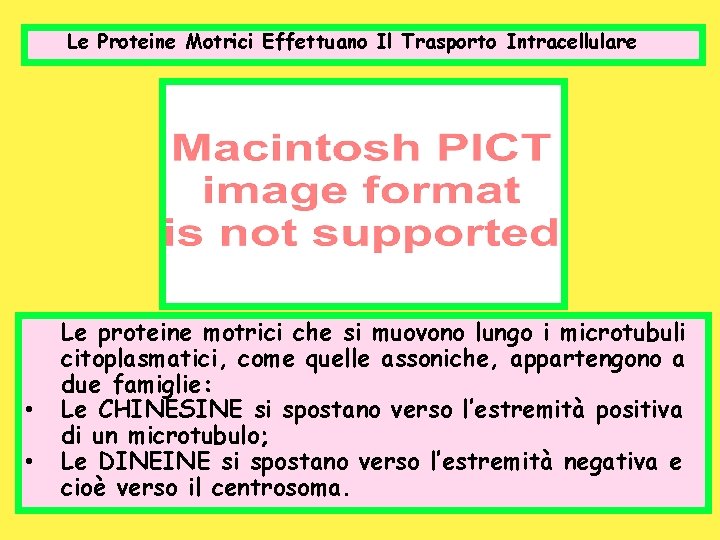 Le Proteine Motrici Effettuano Il Trasporto Intracellulare • • Le proteine motrici che si