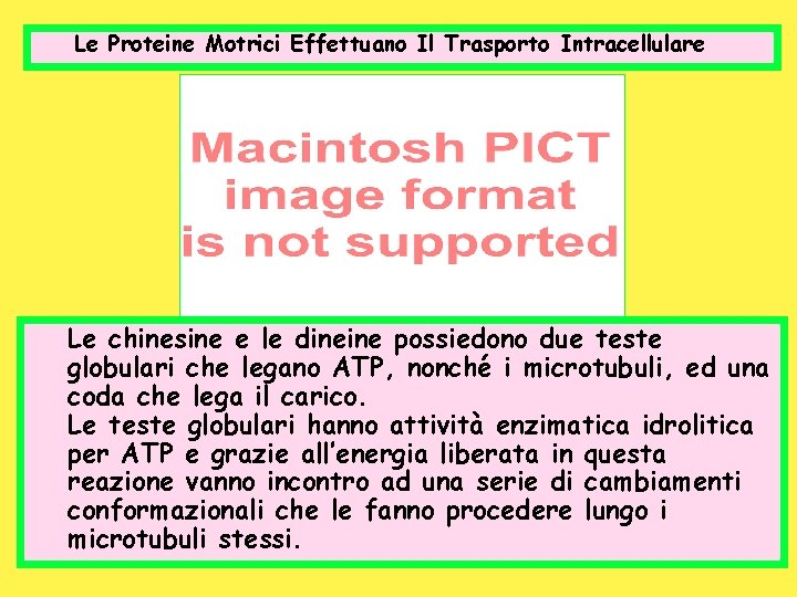 Le Proteine Motrici Effettuano Il Trasporto Intracellulare Le chinesine e le dineine possiedono due