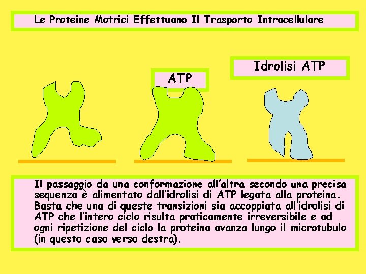 Le Proteine Motrici Effettuano Il Trasporto Intracellulare ATP Idrolisi ATP Il passaggio da una