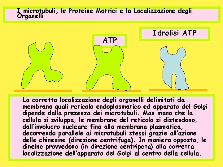 I microtubuli, le Proteine Motrici e la Localizzazione degli Organelli ATP Idrolisi ATP La