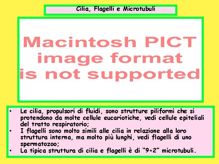 Cilia, Flagelli e Microtubuli • • • Le cilia, propulsori di fluidi, sono strutture