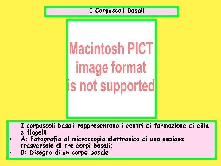 I Corpuscoli Basali • • I corpuscoli basali rappresentano i centri di formazione di