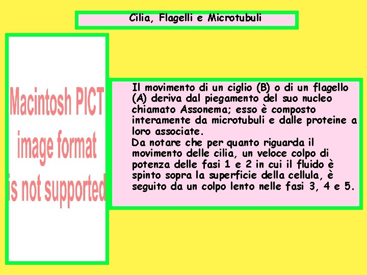 Cilia, Flagelli e Microtubuli Il movimento di un ciglio (B) o di un flagello