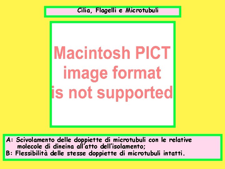 Cilia, Flagelli e Microtubuli A: Scivolamento delle doppiette di microtubuli con le relative molecole