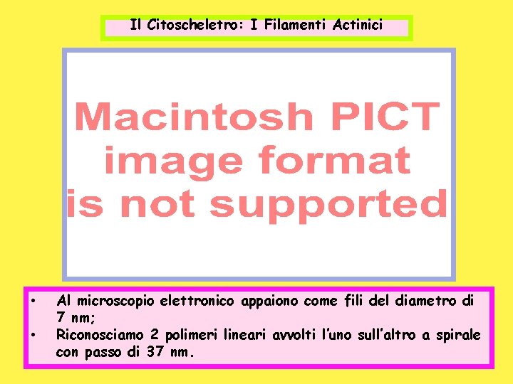 Il Citoscheletro: I Filamenti Actinici • • Al microscopio elettronico appaiono come fili del