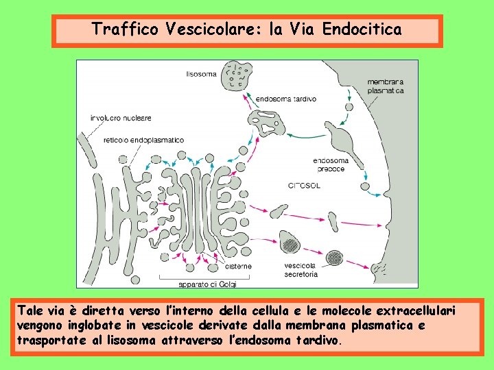 Traffico Vescicolare: la Via Endocitica Tale via è diretta verso l’interno della cellula e